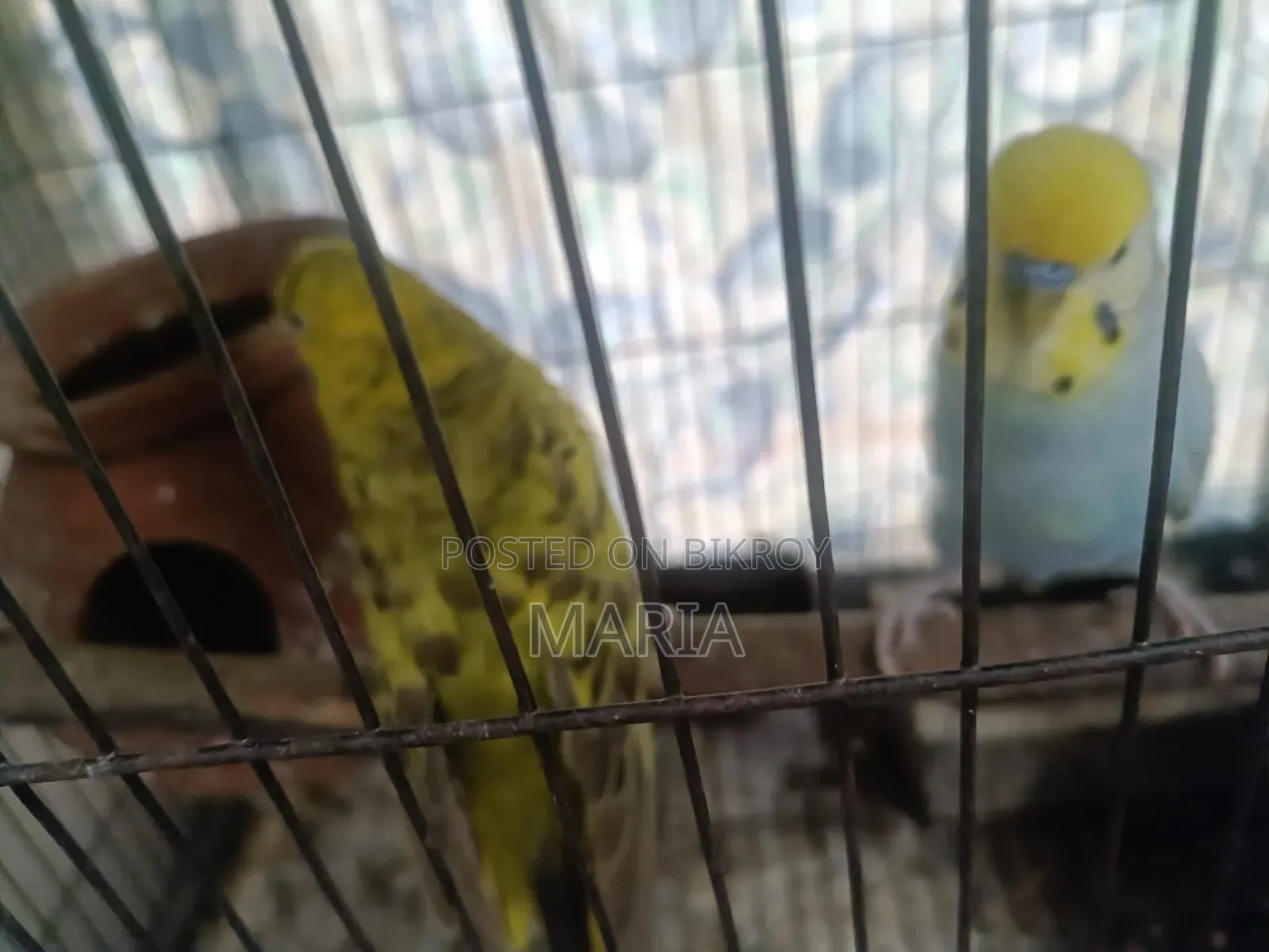 Budgies and Lovebirds