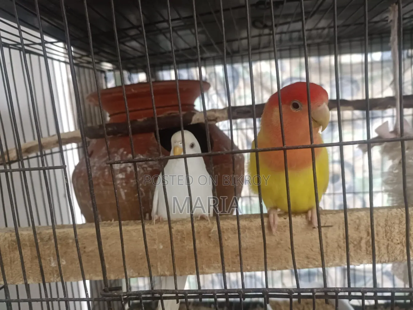 Budgies and Lovebirds