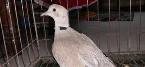 ঘুঘু পাখি ৩ জেড়া