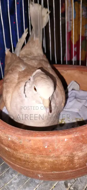 3 Pairs of Dove Birds