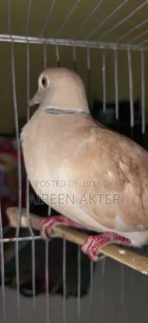 3 Pairs of Dove Birds