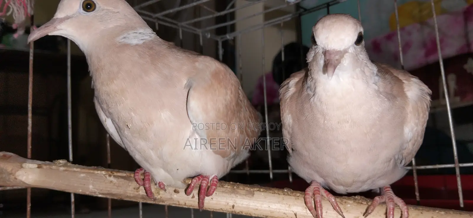 3 Pairs of Dove Birds