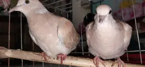3 Pairs of Dove Birds