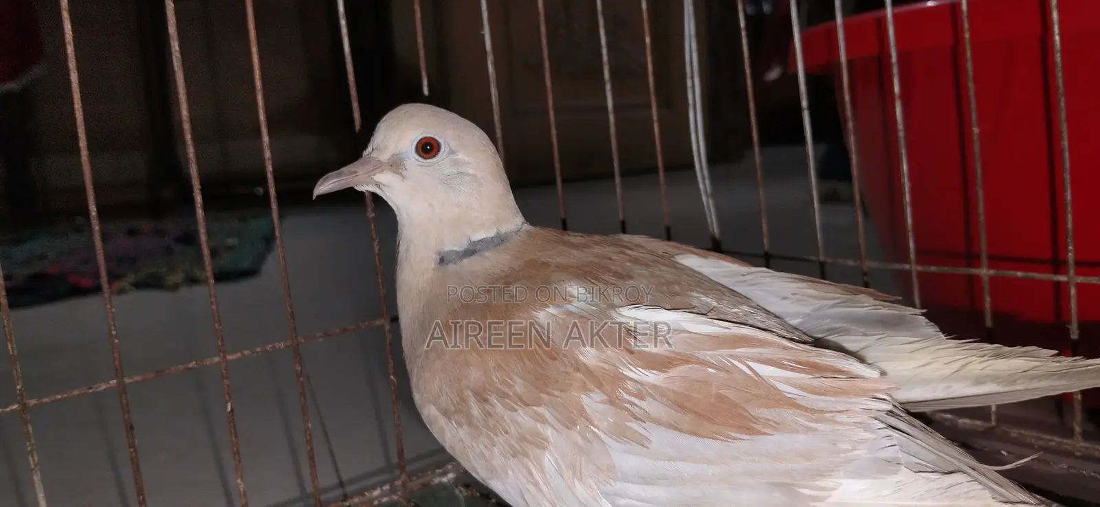 3 Pairs of Dove Birds