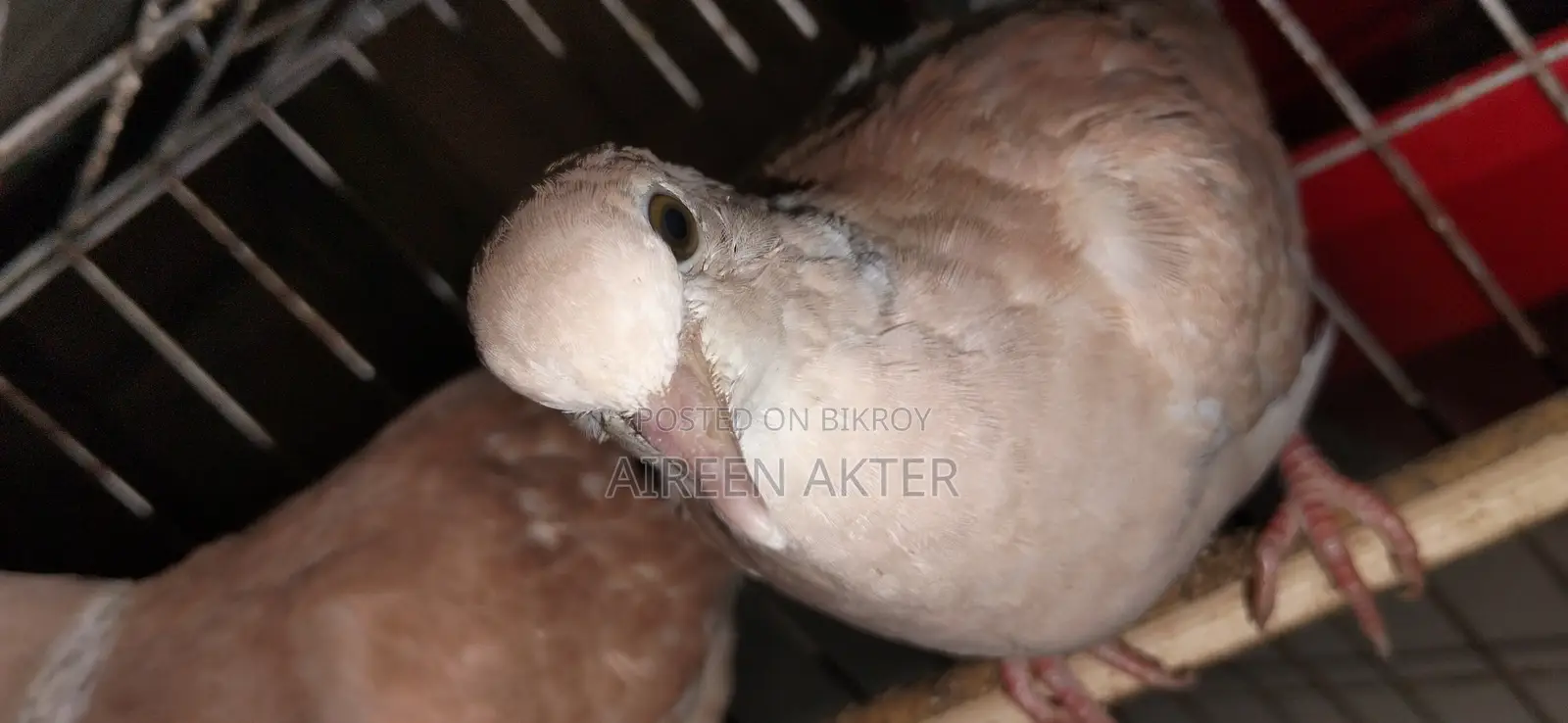 3 Pairs of Dove Birds