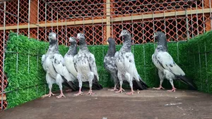পাকিস্তানি টেলি কবুতরের বাচ্চা বিক্রয় হবে