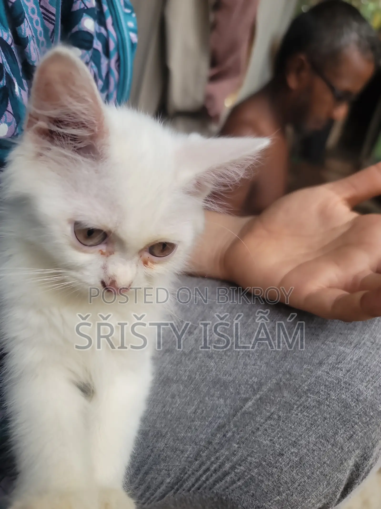1-3 months Male Purebred Persian