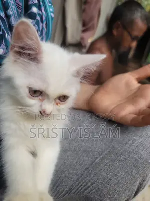 1-3 months Male Purebred Persian