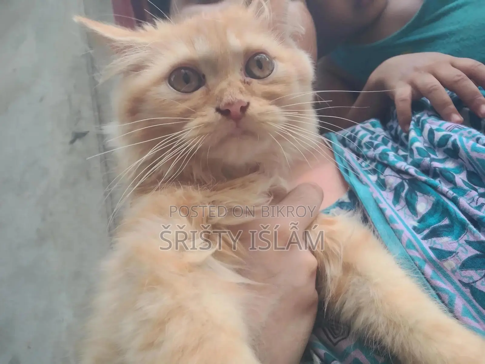 1-3 months Male Purebred Persian