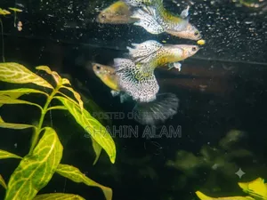 Premium Quality Imported Purple Berry Dragon Guppy Pair
