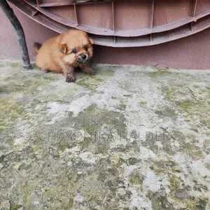 ১-৩ মাস বয়সী মেয়ে পিওরব্রেড পোমেরানিয়ান