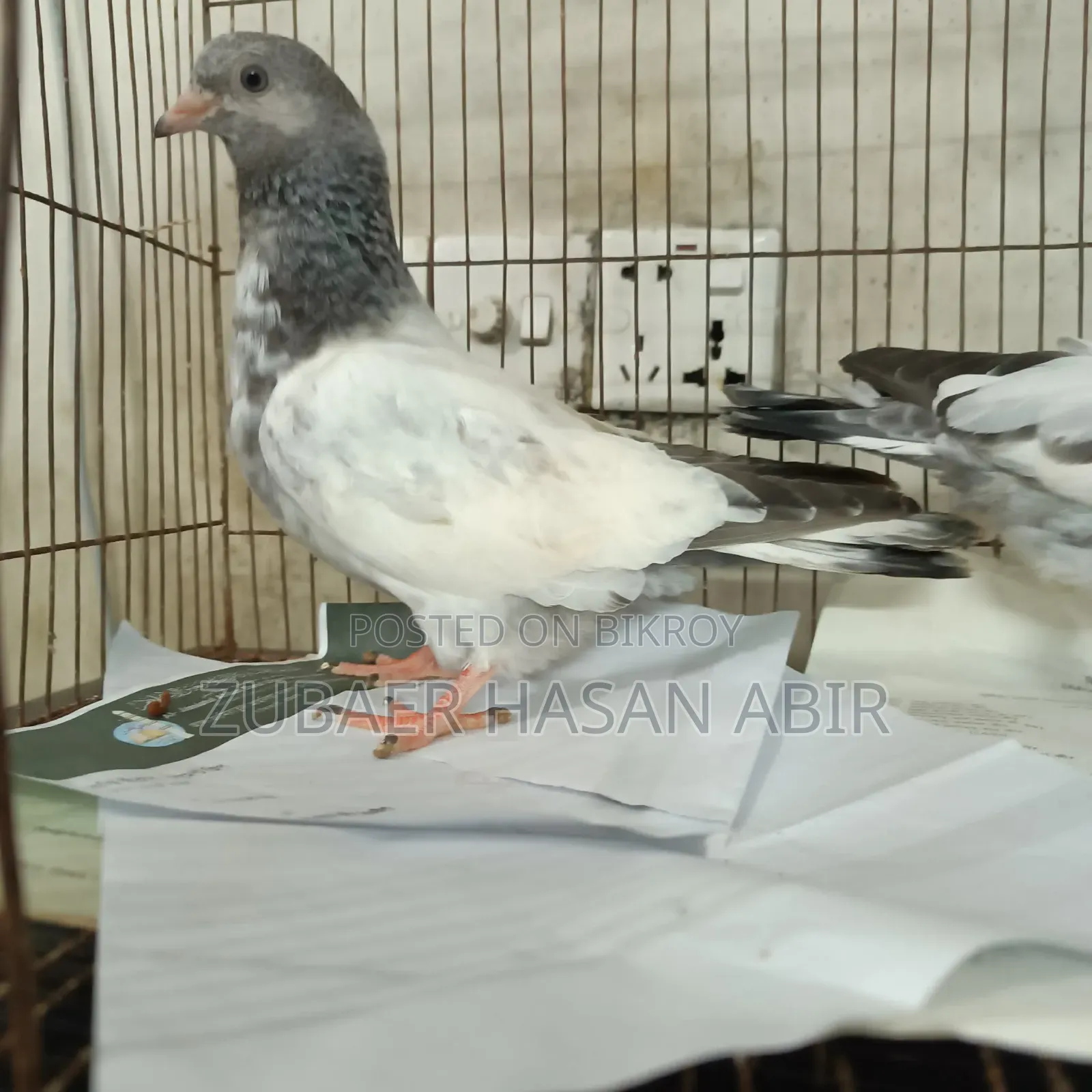 One piece Giribaz pigeon for sale.