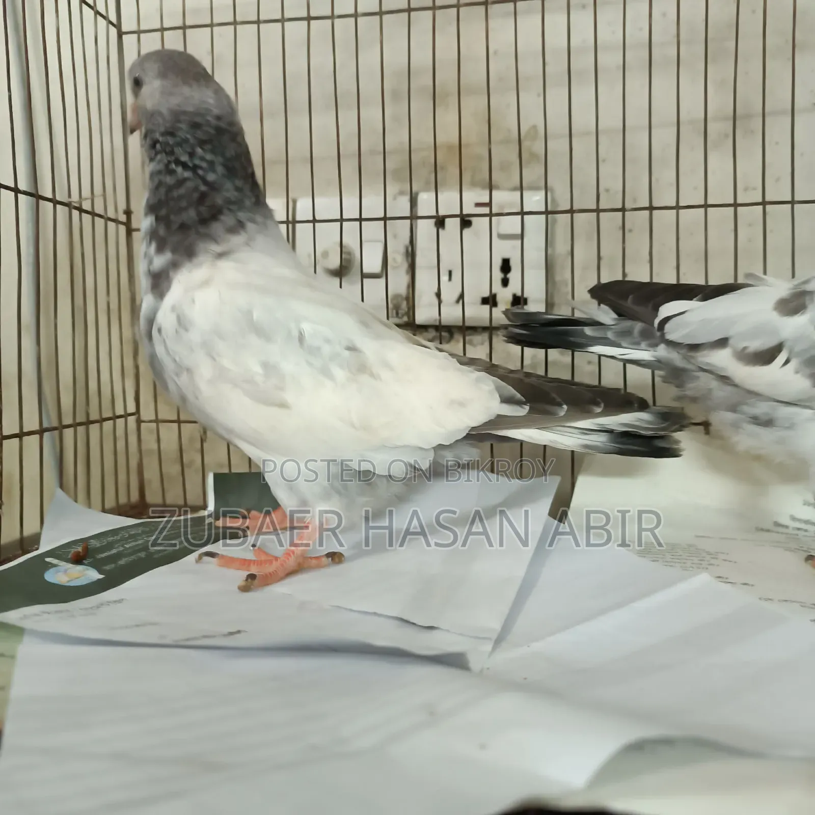 One piece Giribaz pigeon for sale.