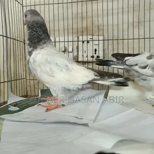 One piece Giribaz pigeon for sale.