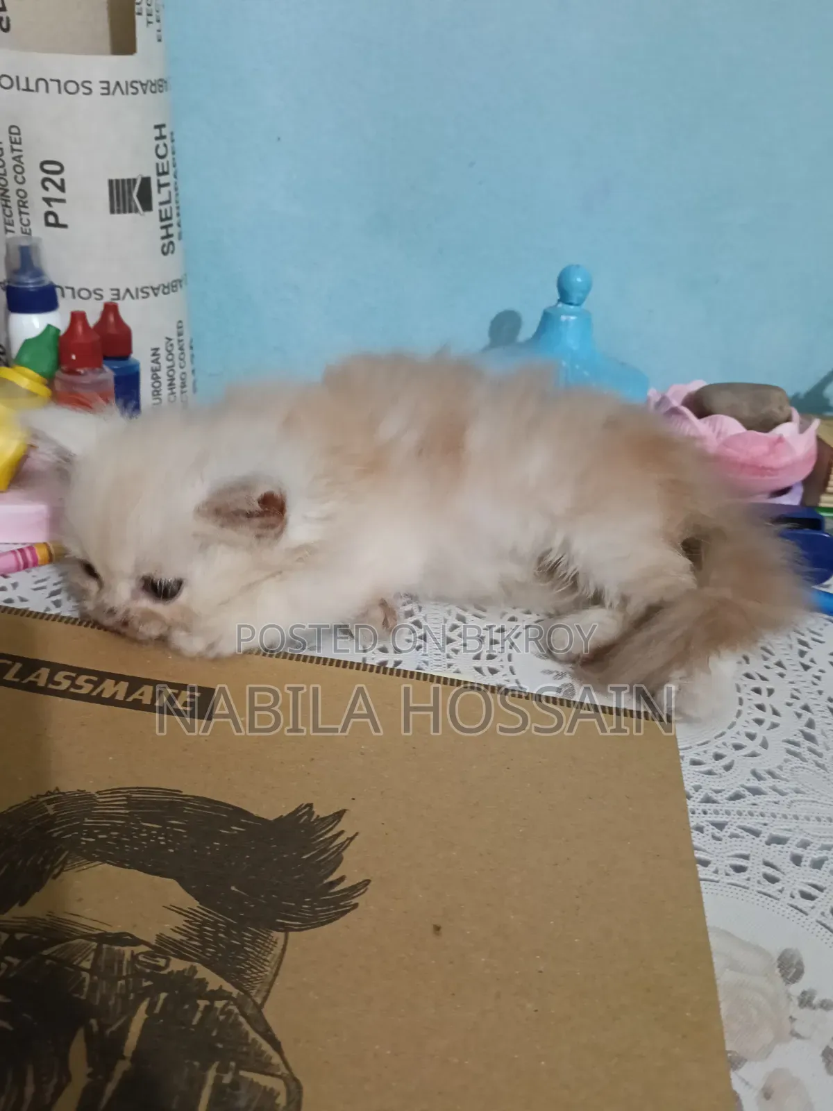 1-3 Months Male Purebred Persian