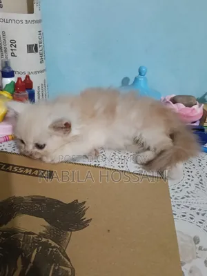 1-3 Months Male Purebred Persian