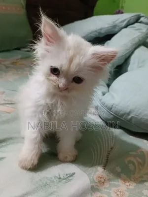 1-3 Months Male Purebred Persian