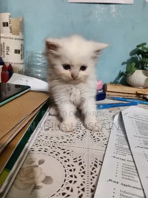 1-3 Months Male Purebred Persian