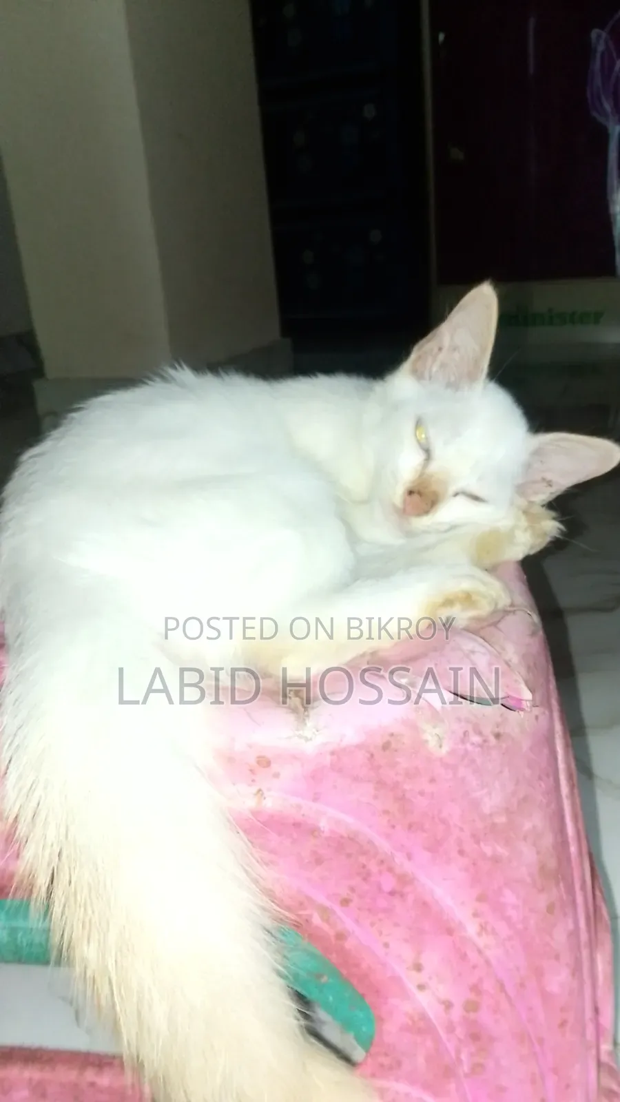 1-3 Months Male Mixed Breed British Shorthair