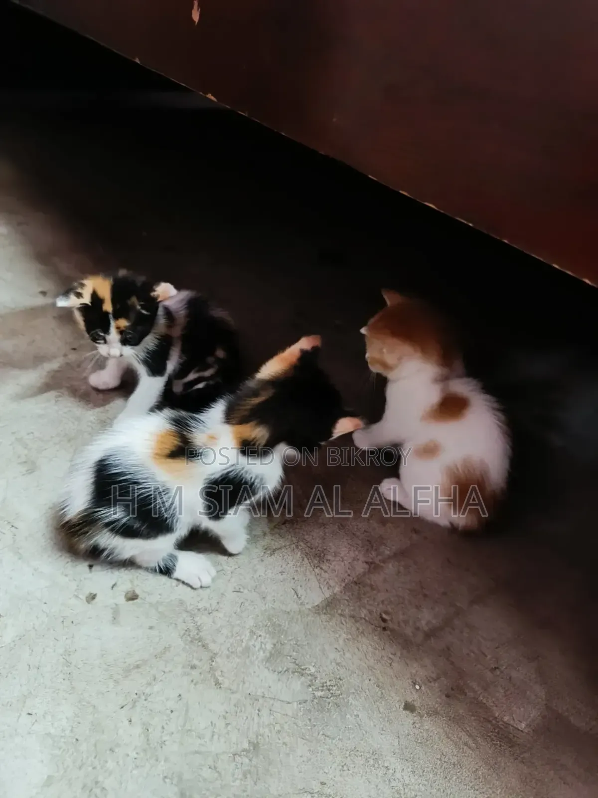 1-3 Months Male Mixed Breed Exotic