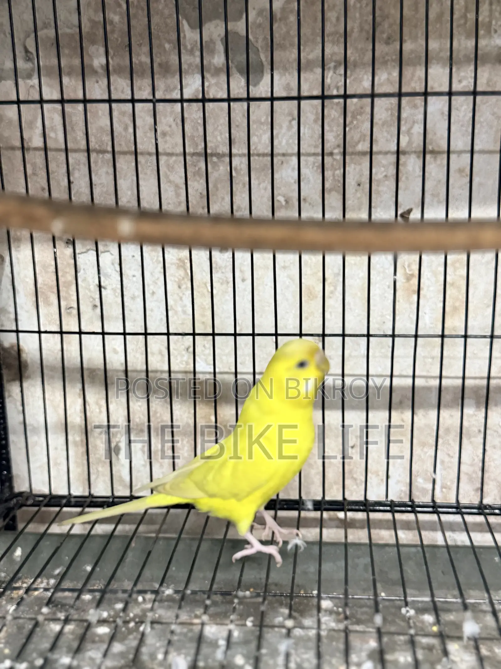 100% Breeding Pair