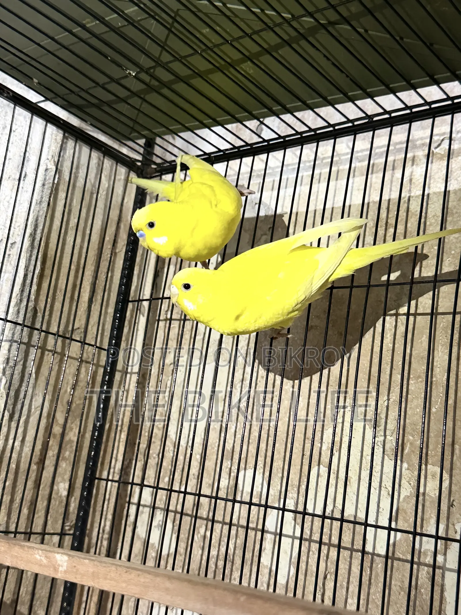 100% Breeding Pair