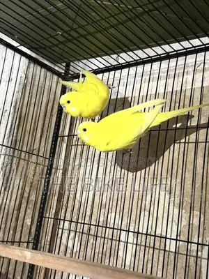 100% Breeding Pair