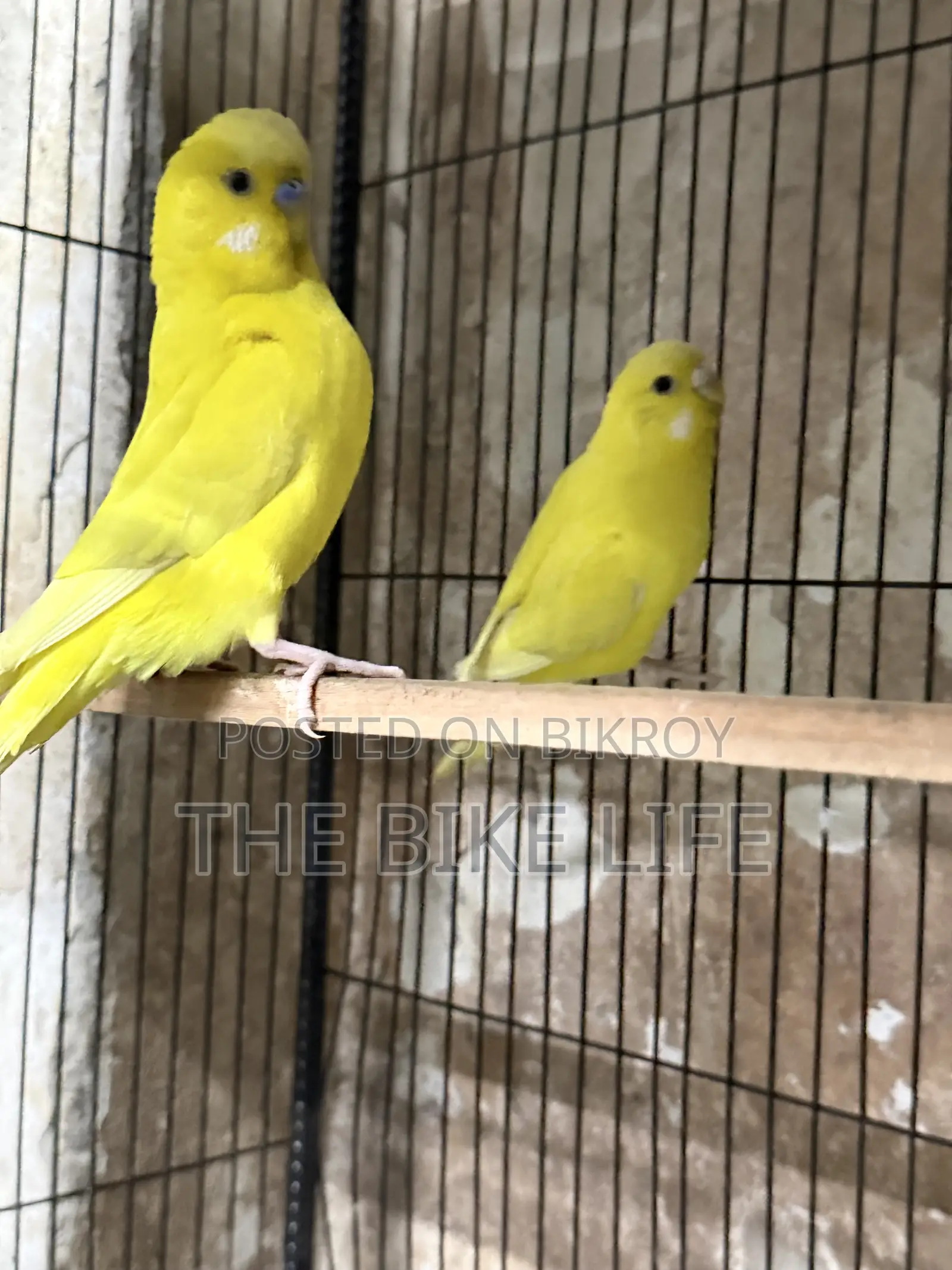 100% Breeding Pair