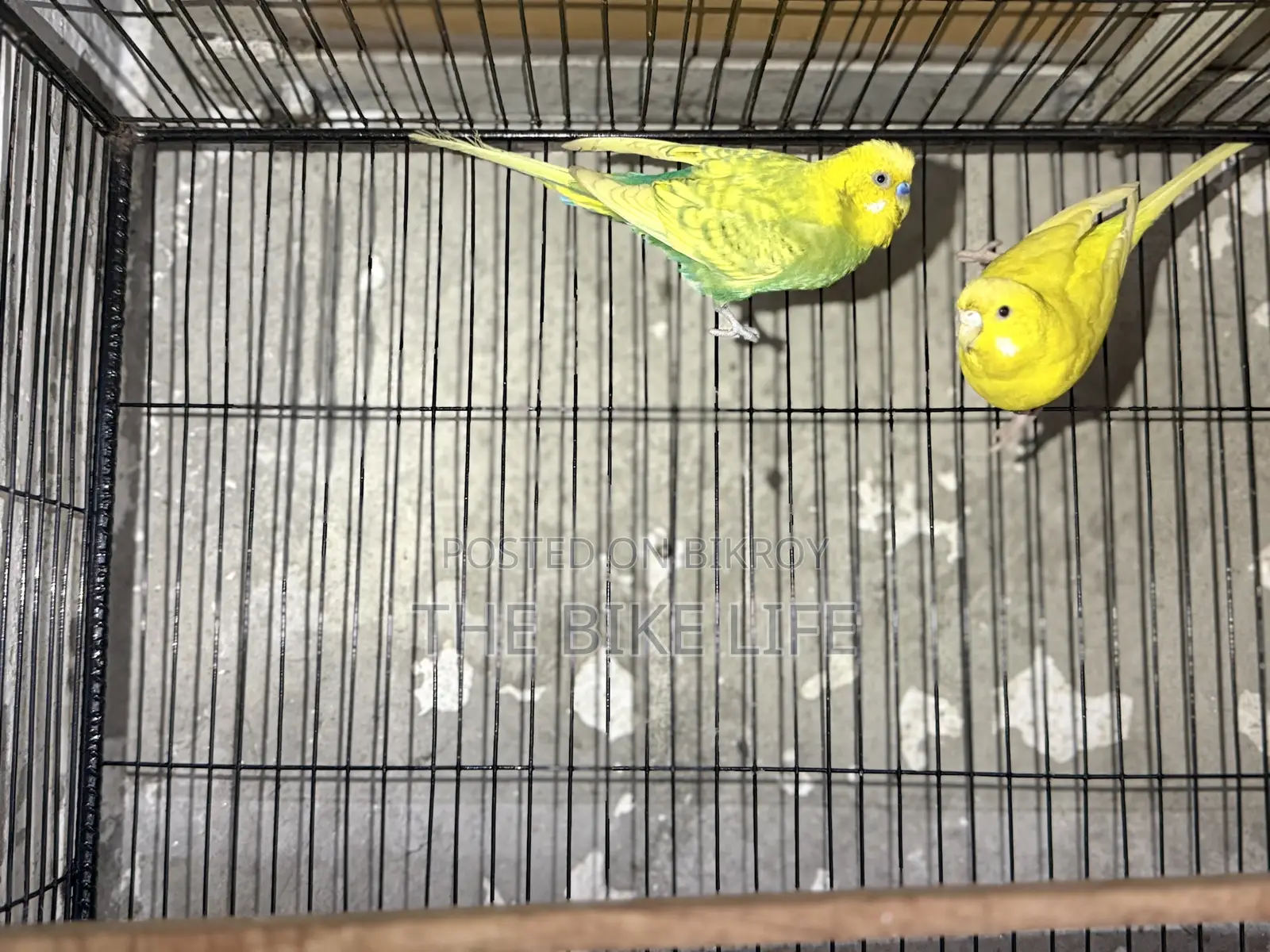 100% Breeding Pair