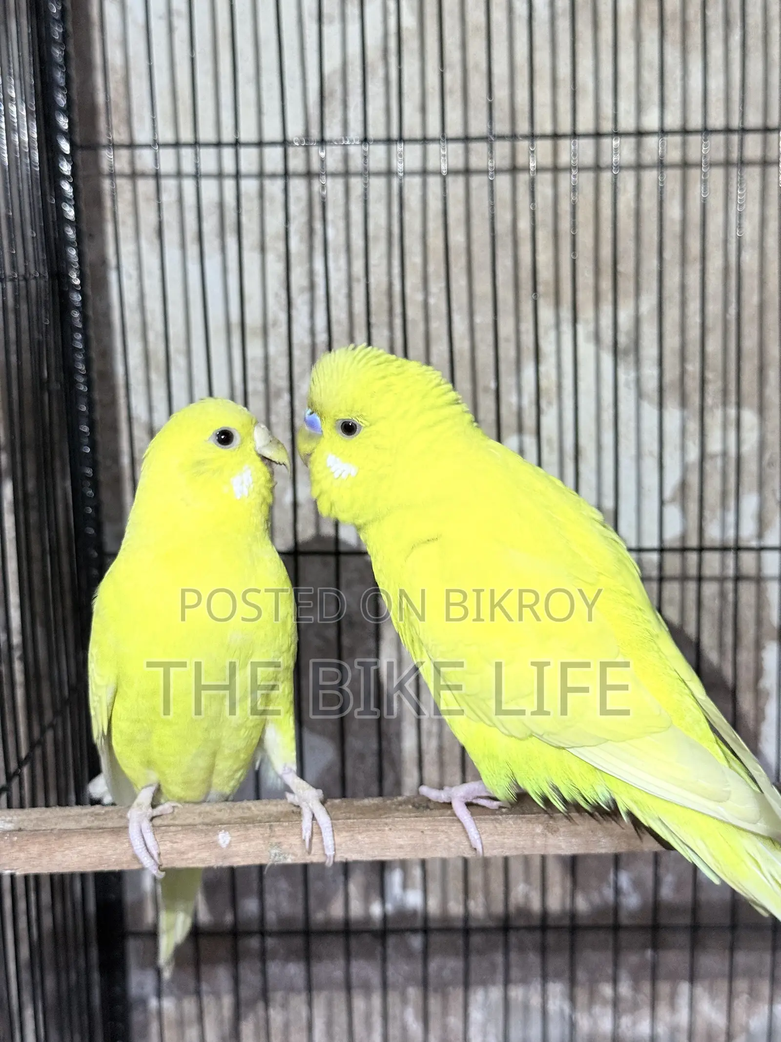 100% Breeding Pair