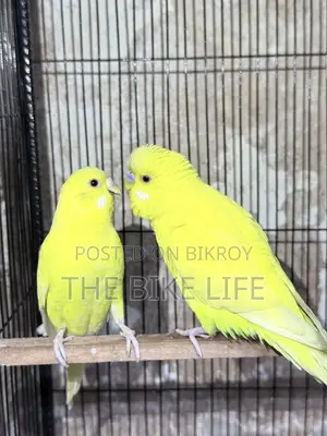 100% Breeding Pair