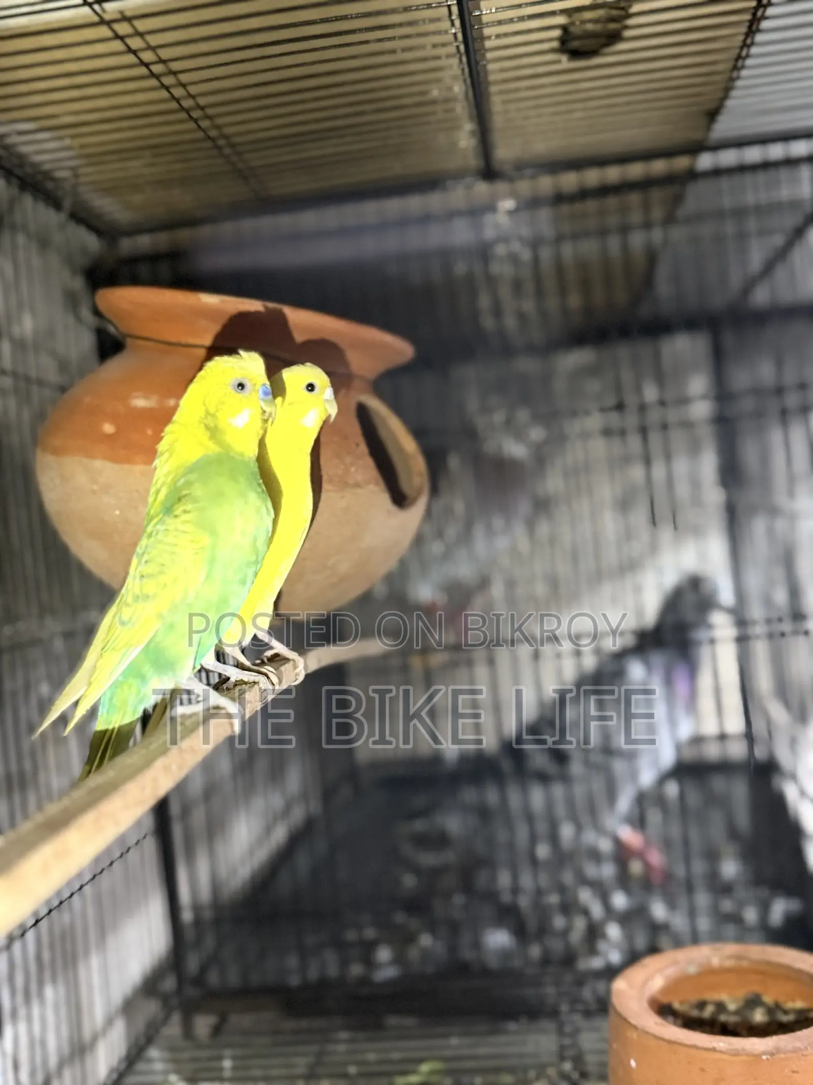 100% Breeding Pair