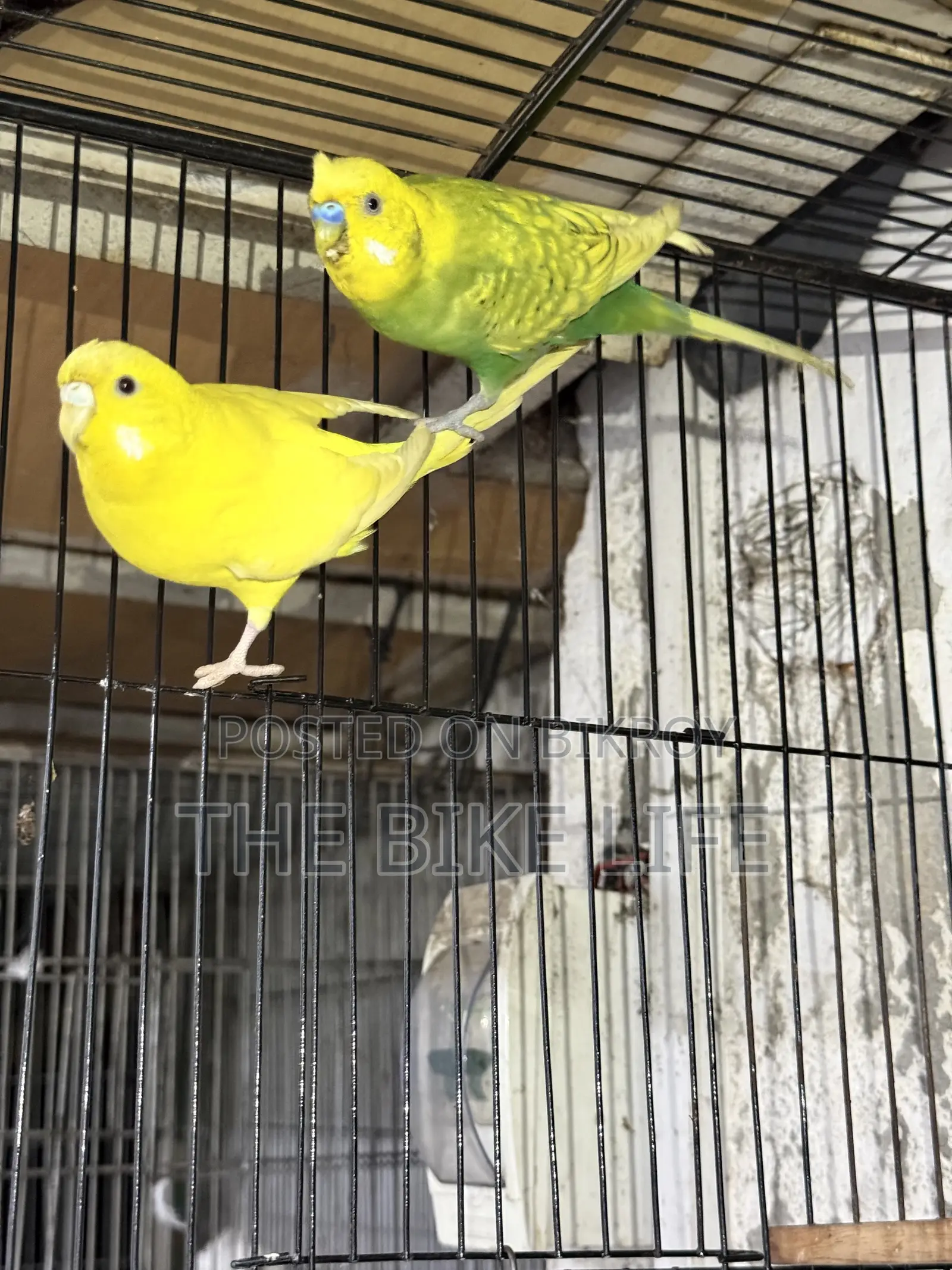 100% Breeding Pair