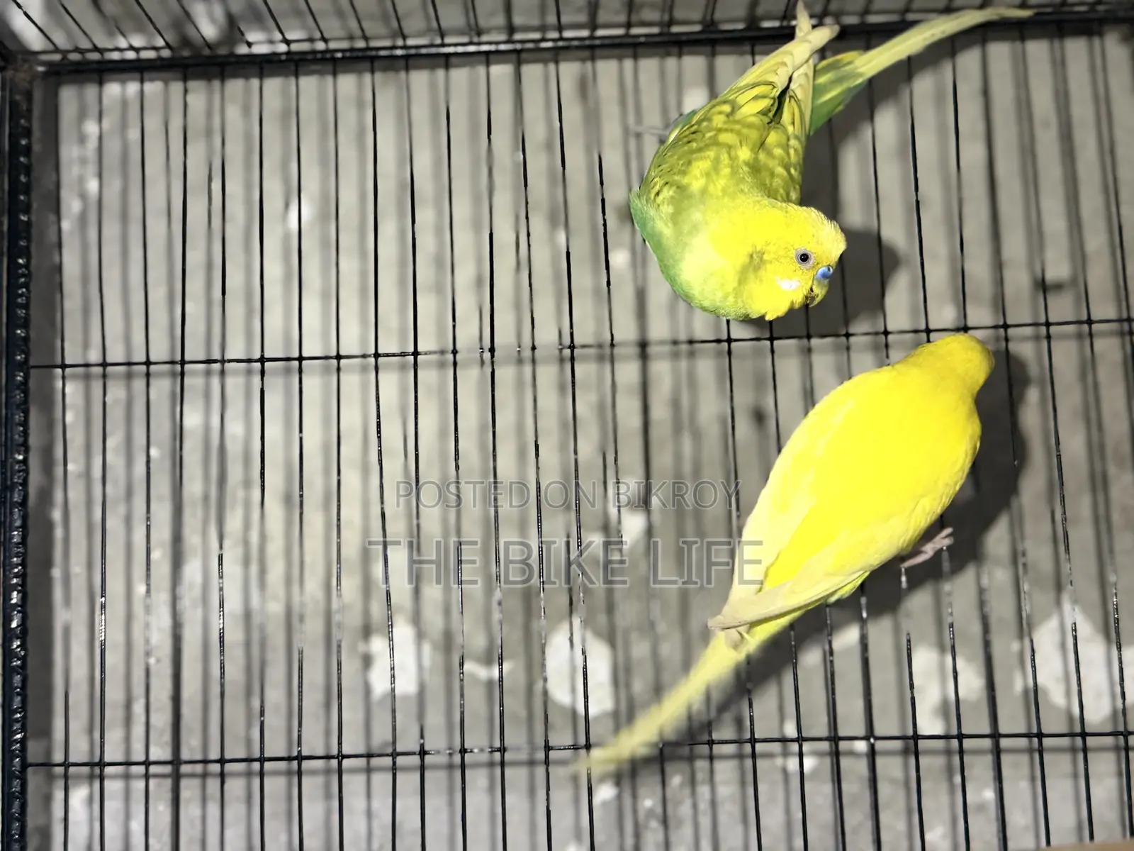 100% Breeding Pair