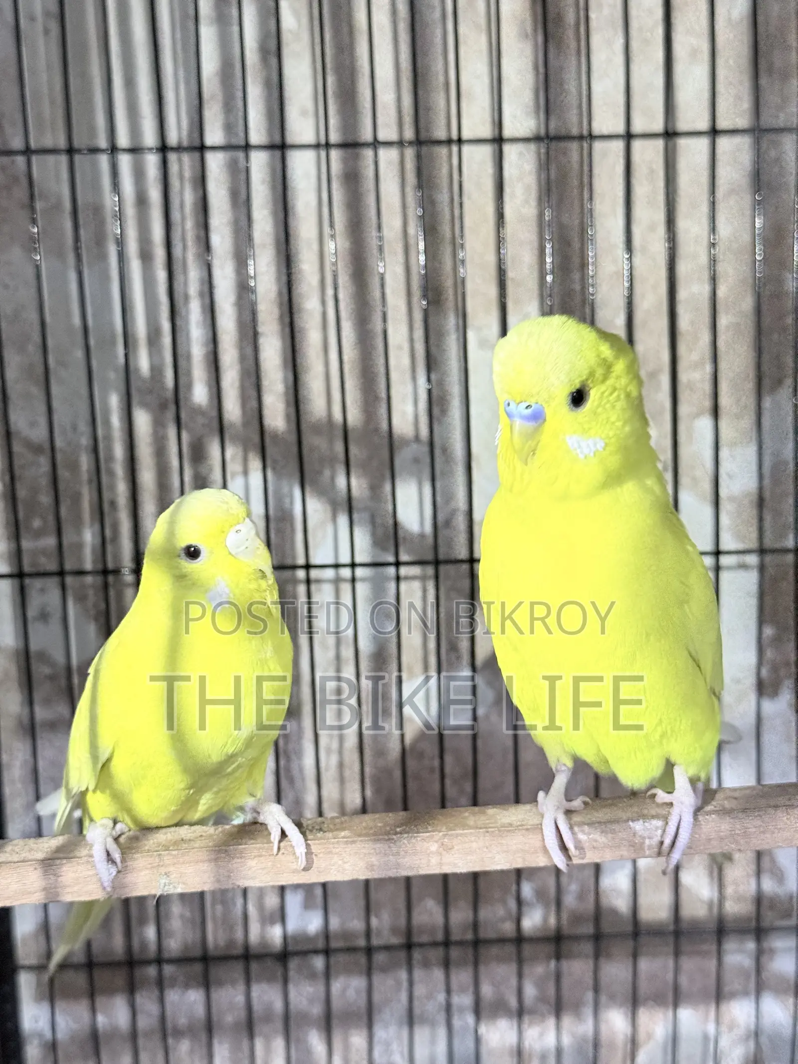 100% Breeding Pair