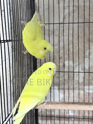 100% Breeding Pair