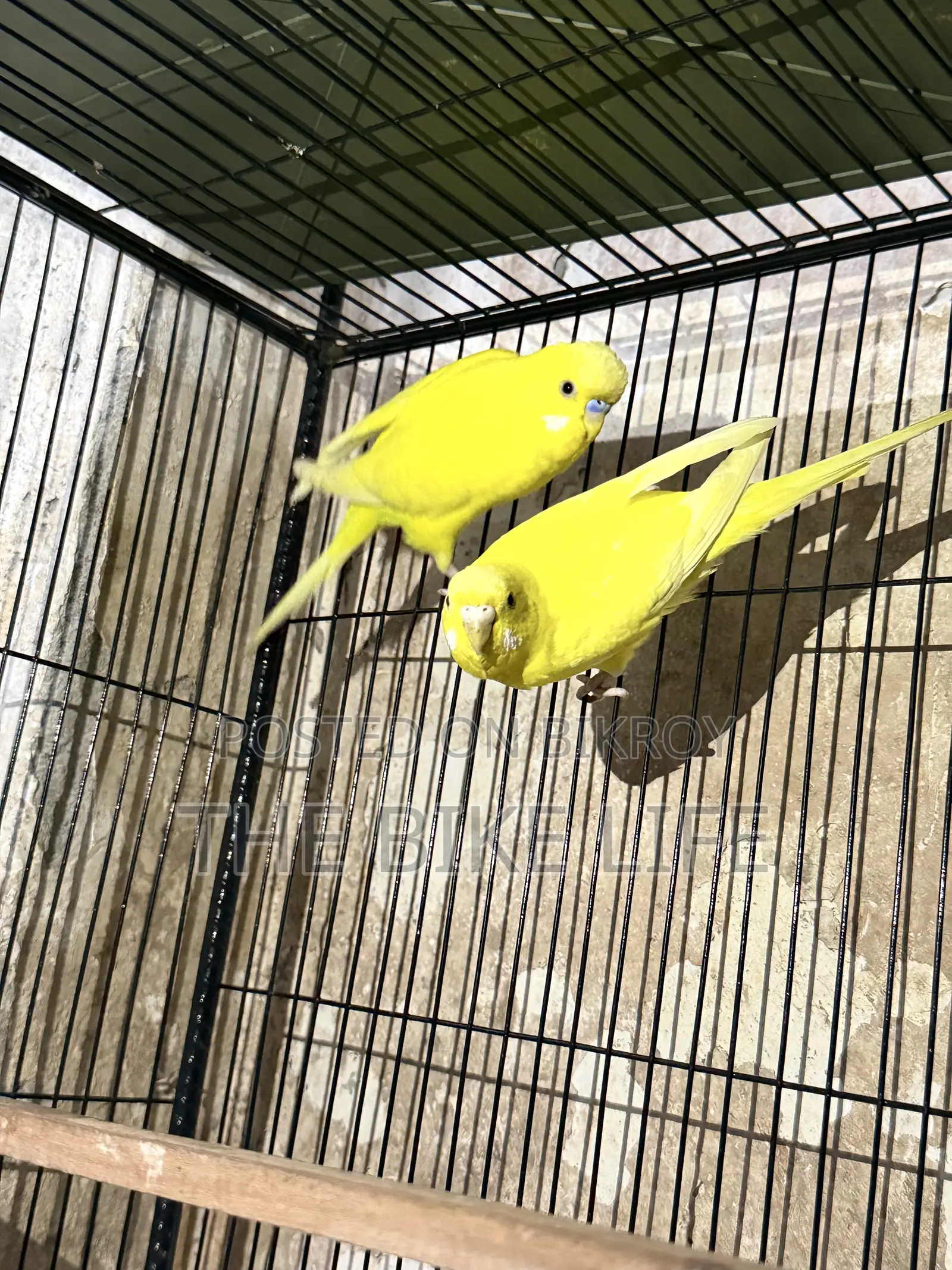 100% Breeding Pair