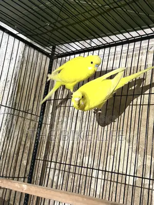 100% Breeding Pair