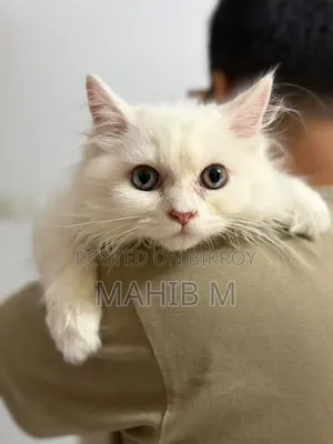 1-3 Months Female Purebred Persian