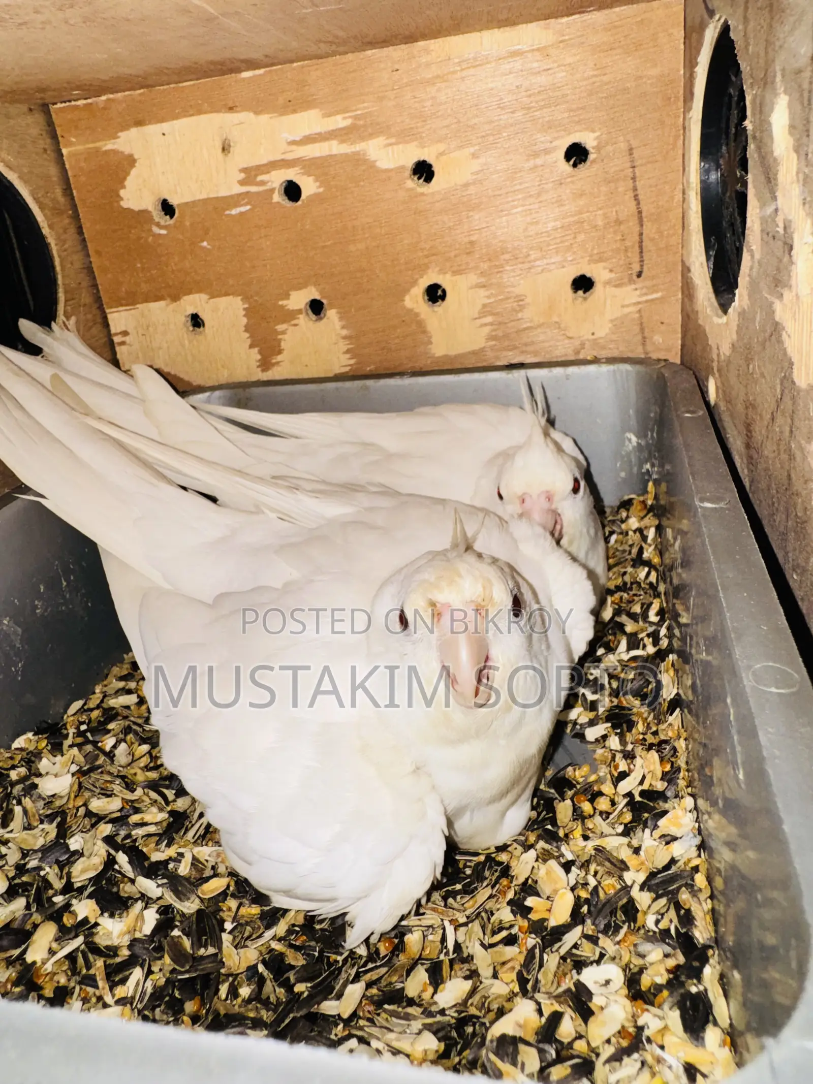 Albino Cockatiel Breeding Pair