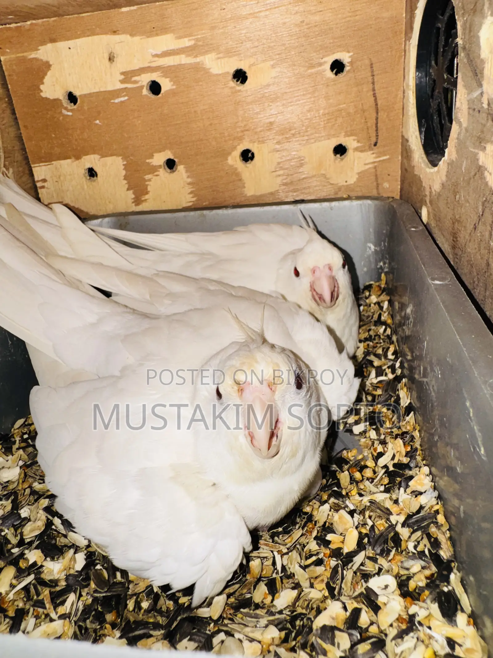Albino Cockatiel Breeding Pair