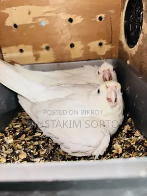 Albino Cockatiel Breeding Pair