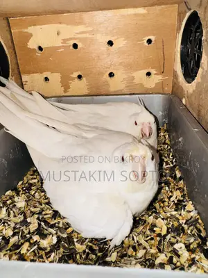 Albino Cockatiel Breeding Pair