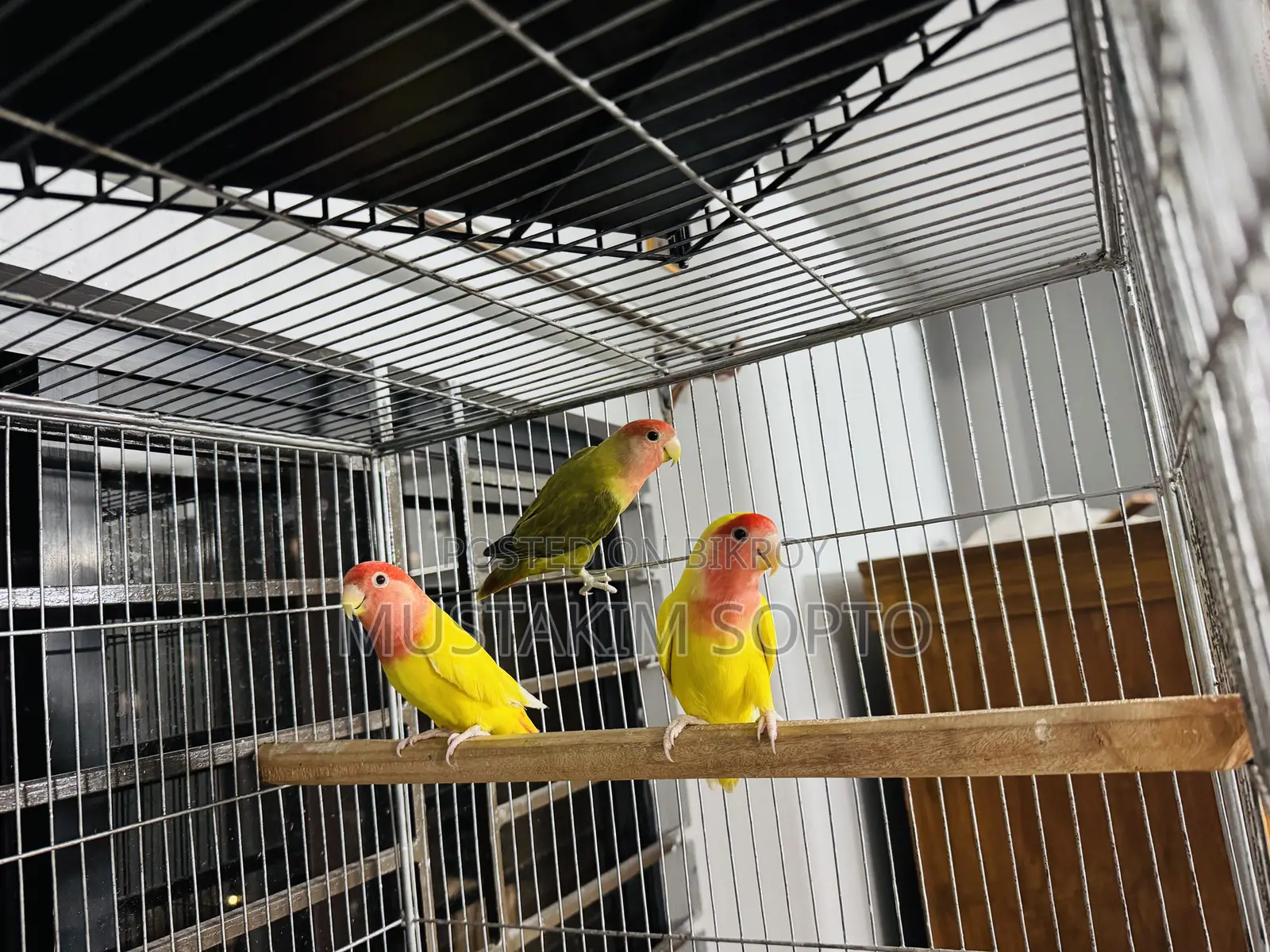3 Piece Lovebird