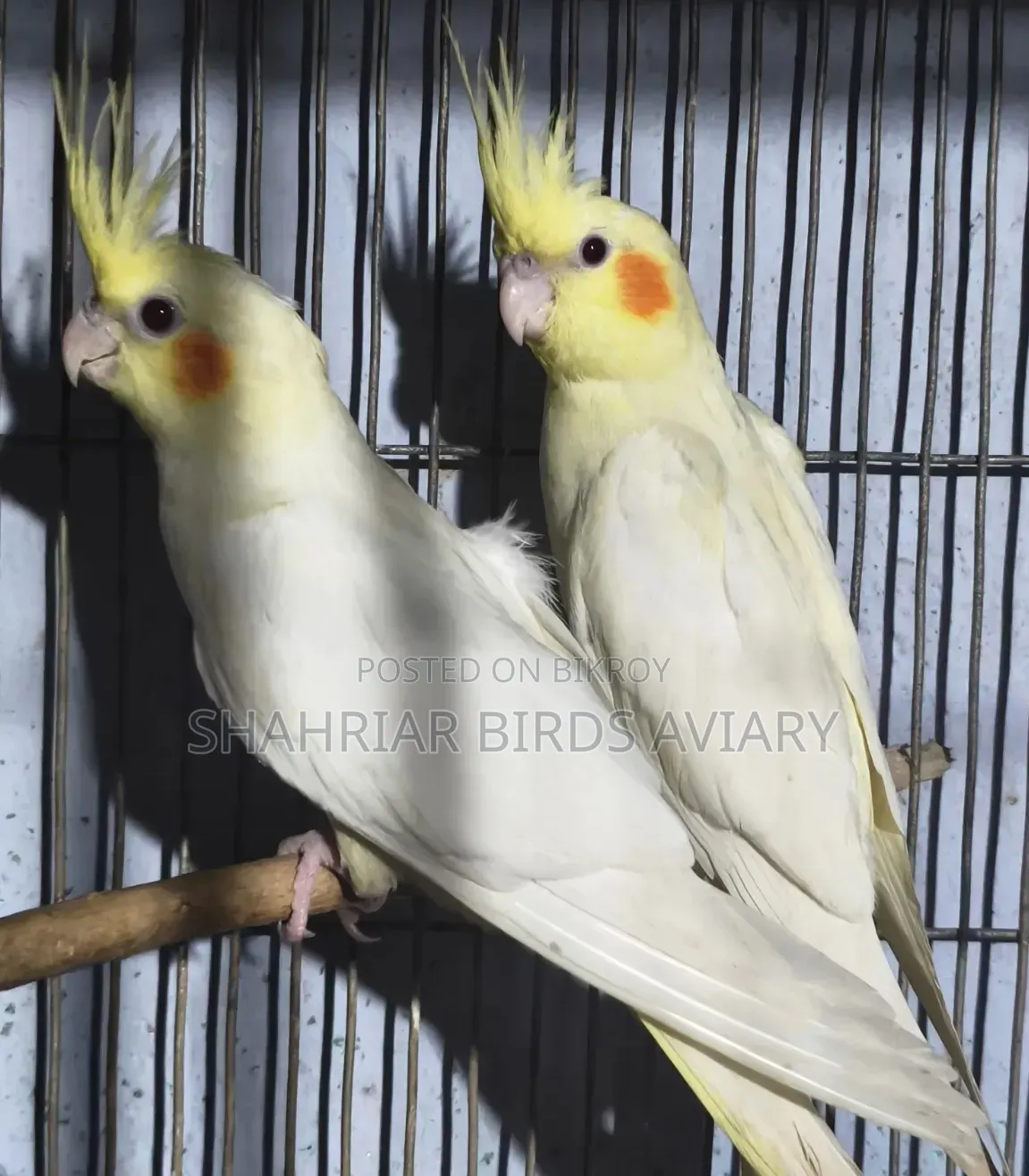Cocktails Birds