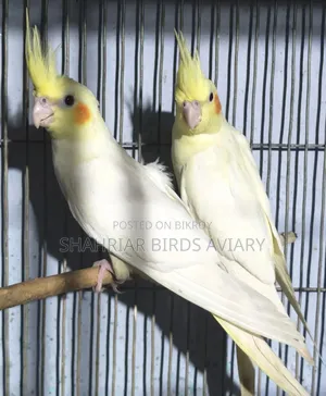 Cocktails Birds