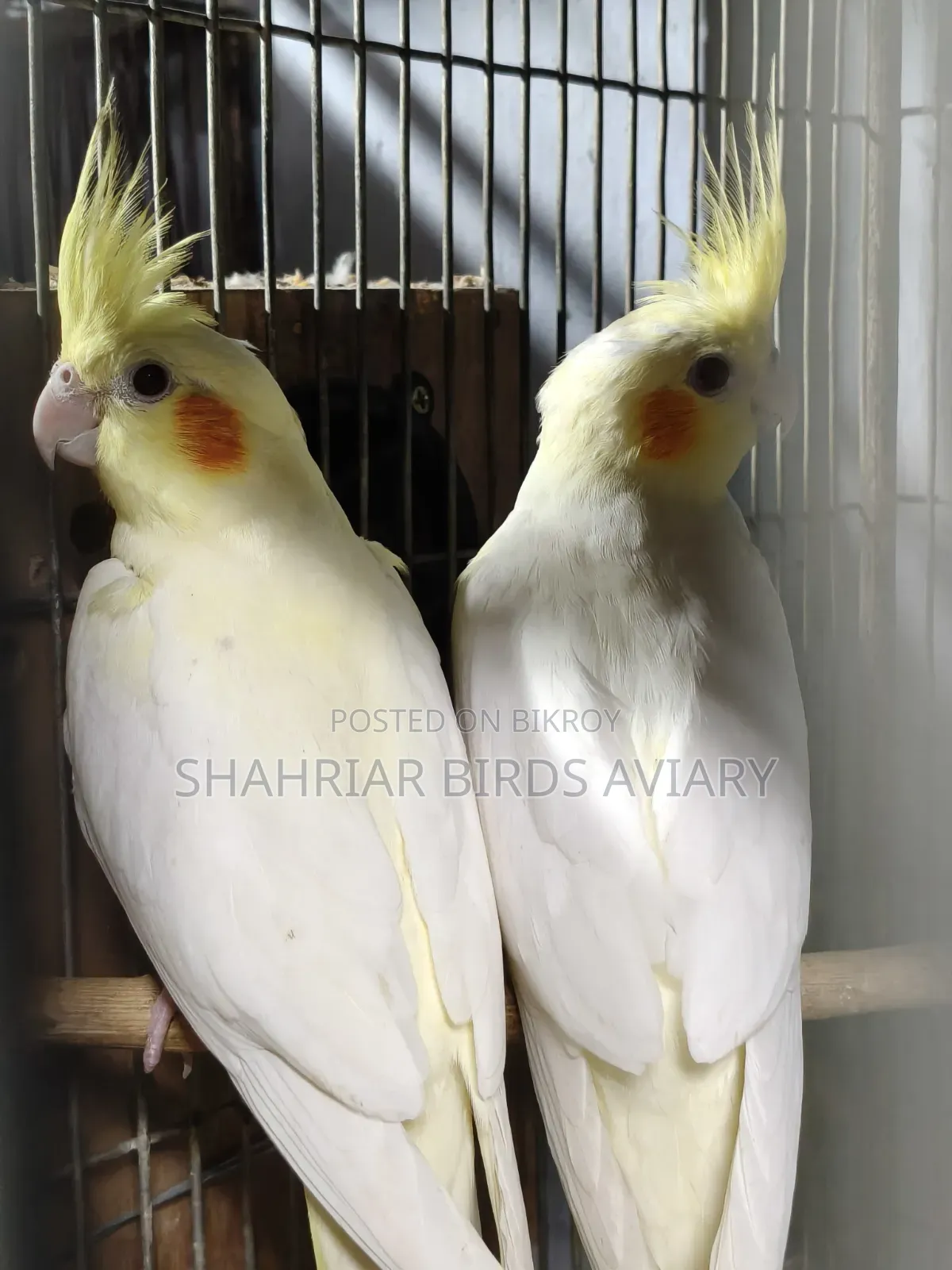 Cockatiel Bird Lutino
