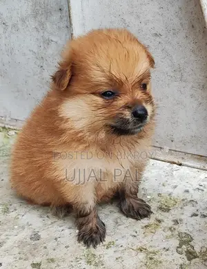 ১-৩ মাস বয়সী পুরুষ পিওরব্রেড পোমেরানিয়ান