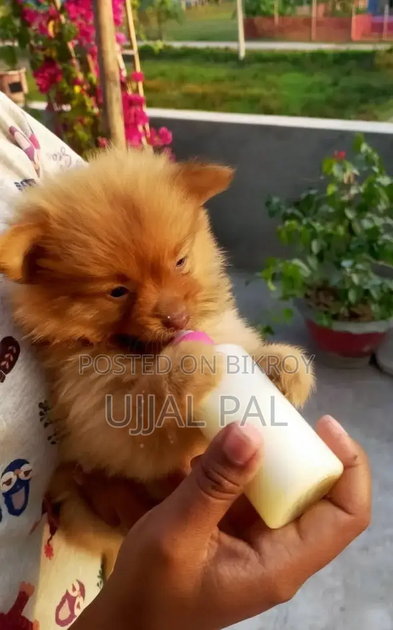 ১-৩ মাস বয়সী পুরুষ পিওরব্রেড পোমেরানিয়ান