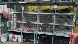 Pigeon / Bird Cage